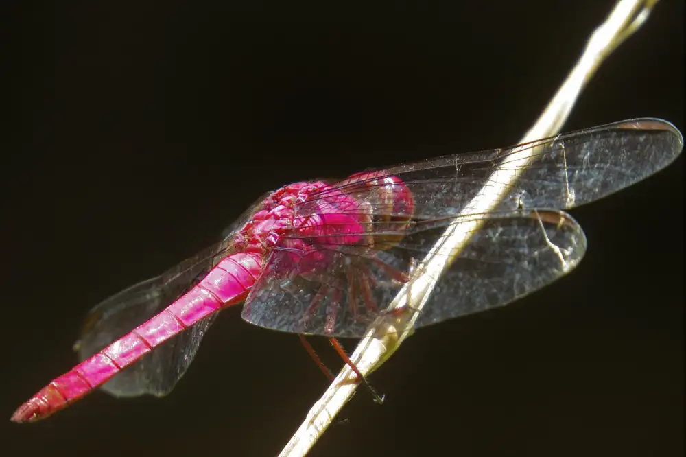 Encyklopedie Hmyzu